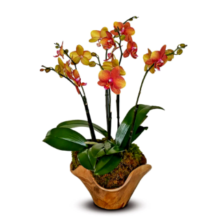 miracle-orchids-f-boca-raton-florist