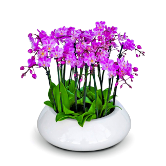 oasis-mini-orchids--boca-raton-florist