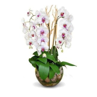 kaia-orchids--boca-raton-florist