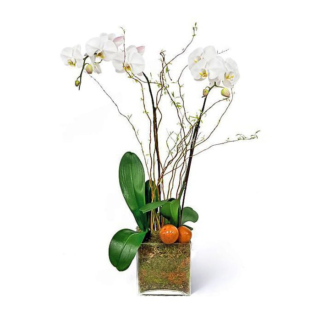 olvia-orchids--boca-raton-florist