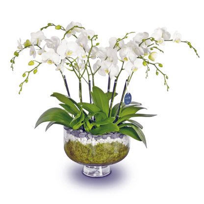 serenity-orchids-f-boca-raton-florist