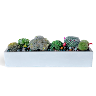 Composition of cacti and succulents No. 1