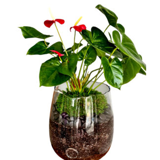 red anthurium