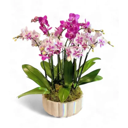 Mix of Mini Orchids