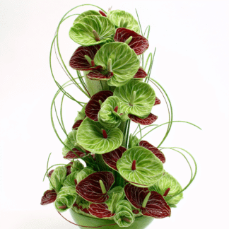 Anthurium
